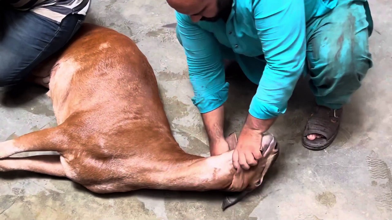 Eid ul Adha - Qurbani of Goat - Sacrificing of Goat