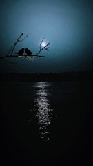 Beautiful voice beautiful worlds