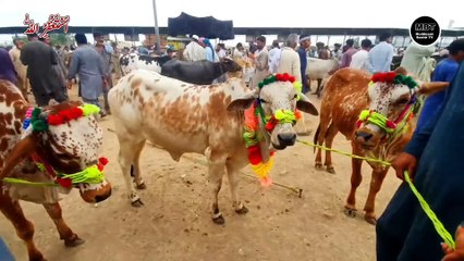 Taxila Mandi - Deal Done at 110k Live - Beautiful Cow/Buffalo in Taxila - Eid-ul-Adha