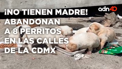 ¡No tienen madre! abandonan a 8 perritos en las calles de la CDMX | Cotorreando la Noticia