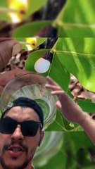 اغرب نبتة على وجه الارض