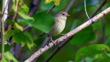 The Garden Warbler: Close Up HD Footage (Sylvia borin)
