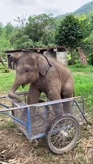 Animal funny video/cute animal video/cute elephant funny video