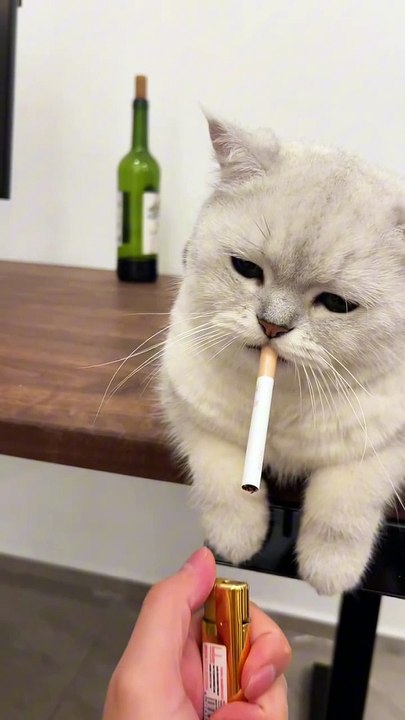 cat smoking