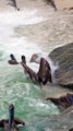 Look closely, there are fish jumping out of the water causing this bird frenzy at the Haulover Inlet beach in Bal Harbour, Florida