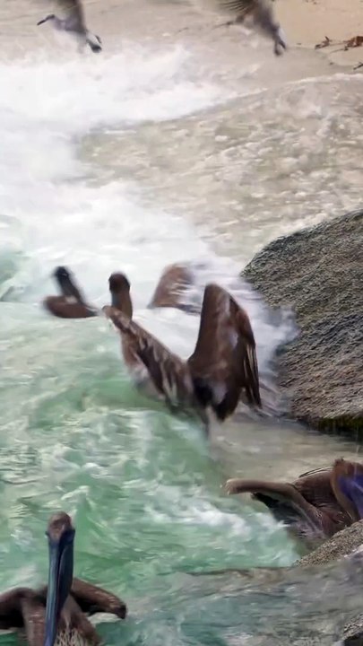 Look closely, there are fish jumping out of the water causing this bird frenzy at the Haulover Inlet beach in Bal Harbour, Florida