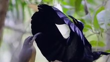 Beautiful Bird