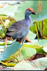 African Birds