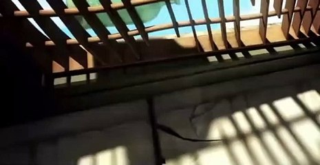 Larva Larva S01 E028 Hair-growth Solution 1