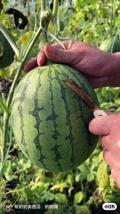 Water Melon sy kis trh ka juice nikla?