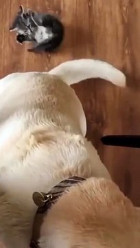 A Cute daring tail attack has been detected