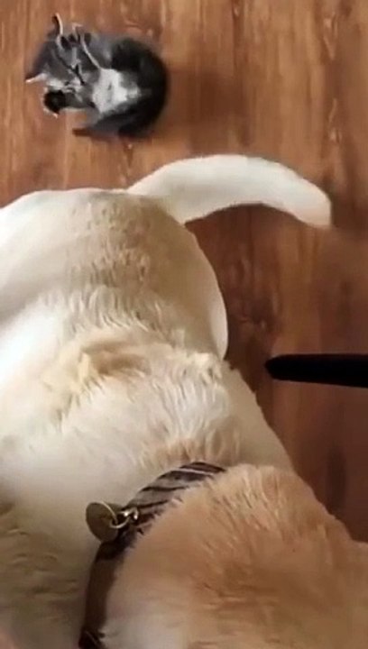 A Cute daring tail attack has been detected