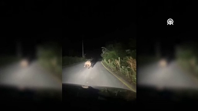 Yoluna çıkan ayıyı aracıyla kovaladı!