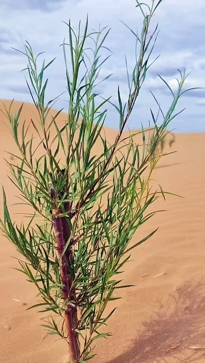 Chinese Forest on the Desert #shorts #trading #...