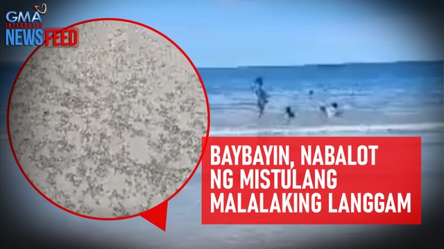 Baybayin, nabalot ng mistulang malalaking langgam | GMA Integrated Newsfeed