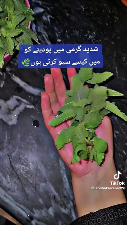 222749892778af25e9da1760ae98ac40 life tips good pakistan