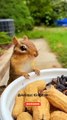 Cute Squirrel eating #cute #shortsfeed #youtuber