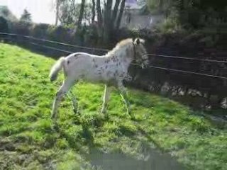 UTAMARO APALOOSA 06 AVR 2008