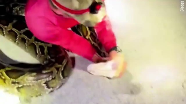 Homem duela contra cobra píton de seis metros e quase leva a pior