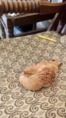 Aseel Titar Paplu Sitting on Sofa | असील तीतर पपलू सोफ़ा पर बैठे | Aseel Titar