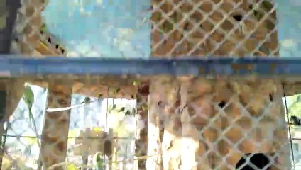 peacock #shorts #viral #trending #foryou #tiktok #delicious #gaming #reels#dailymotion #France #Pakistan #Algeria #India #USA #Iran #entertainment #tour #fun