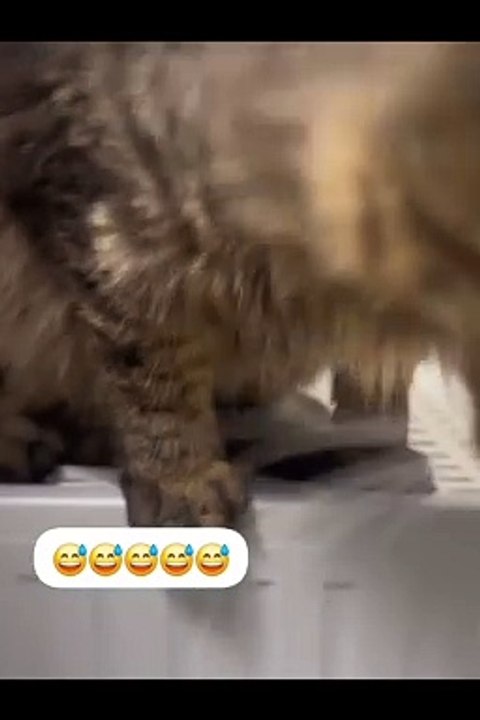 funny_ooo -