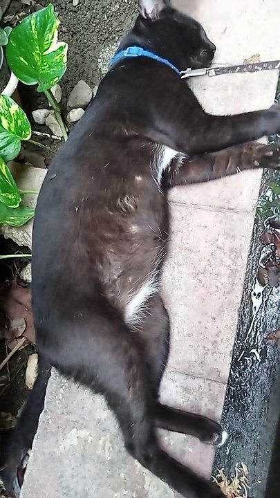 PET'S ARE FAMILY ! CAT LOVERS 