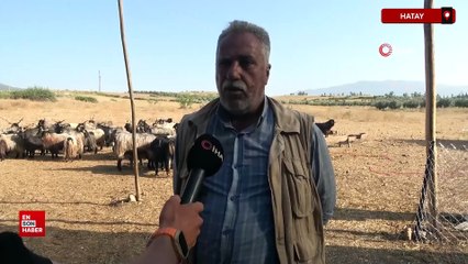 Hatay'da sattığı kurbanlıklarla duygusal bağ kuran adam