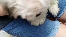 PET'S ARE FAMILY ! DOG AND CAT LOVER'S ! 