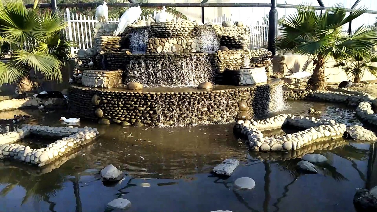 birds bath #shorts #viral #trending #foryou #tiktok #delicious #gaming #reels#dailymotion #France #Pakistan #Algeria #India #USA #Iran #entertainment #tour #fun