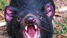 Some line about tasmanian devil in hindi  |Tasmanian Devil part 2