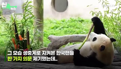 [씬속뉴스] 푸바오 작은 할부지 송바오 "너는 정말 좋은 판다야" 댓글 '뭉클'