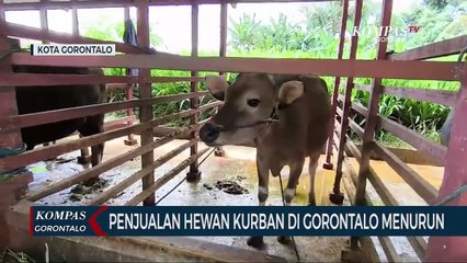 Download Video: Banyaknya Pedagang Hewan Kurban Musiman, Penjualan Sapi Ternak di Gorontalo Sepi Pembeli