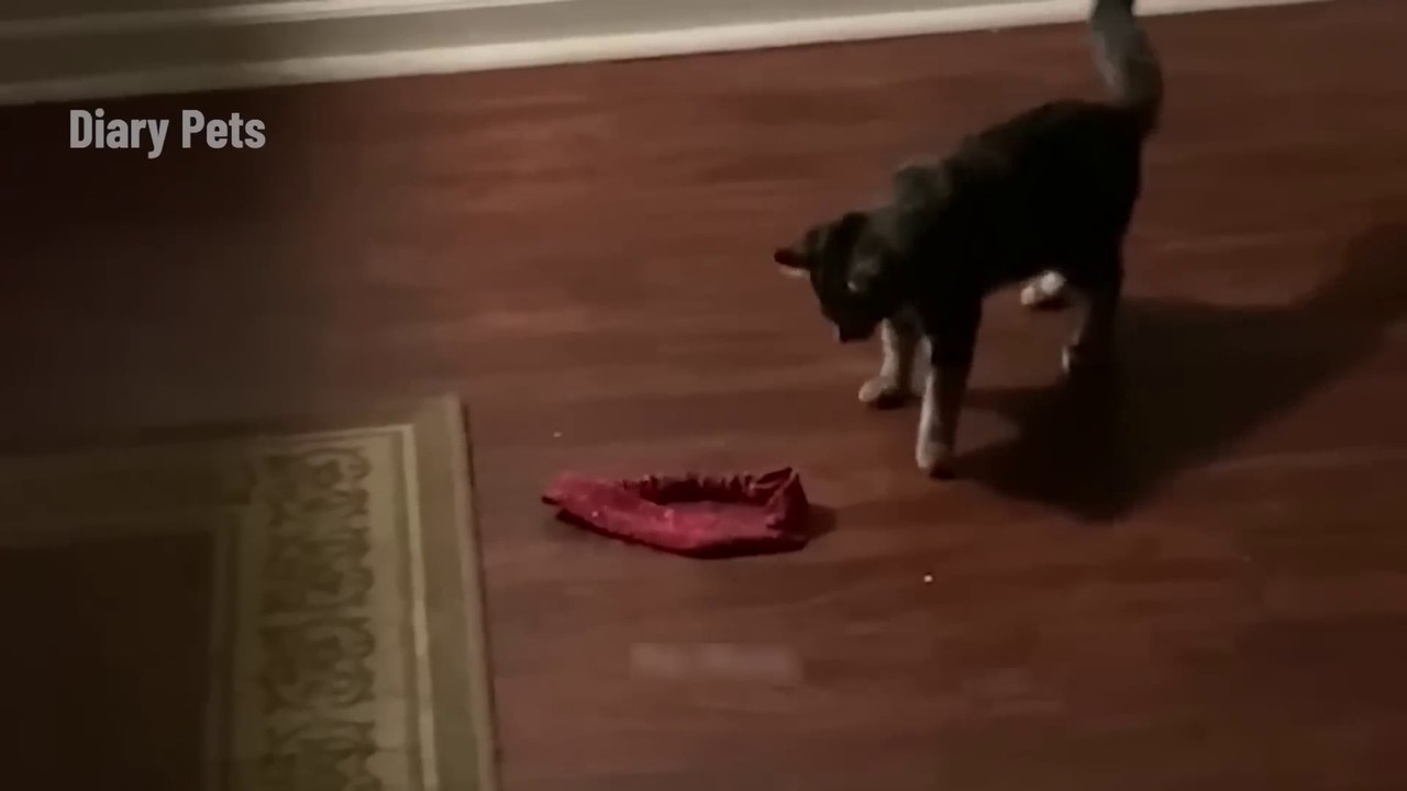 Funniest Animals 2024  New Funny Cats and Dogs Videos  Part