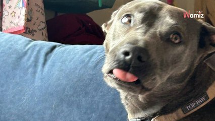 Elle emmène son chien en urgence chez le vétérinaire : 400 dollars plus tard, elle découvre « le mal » de son animal