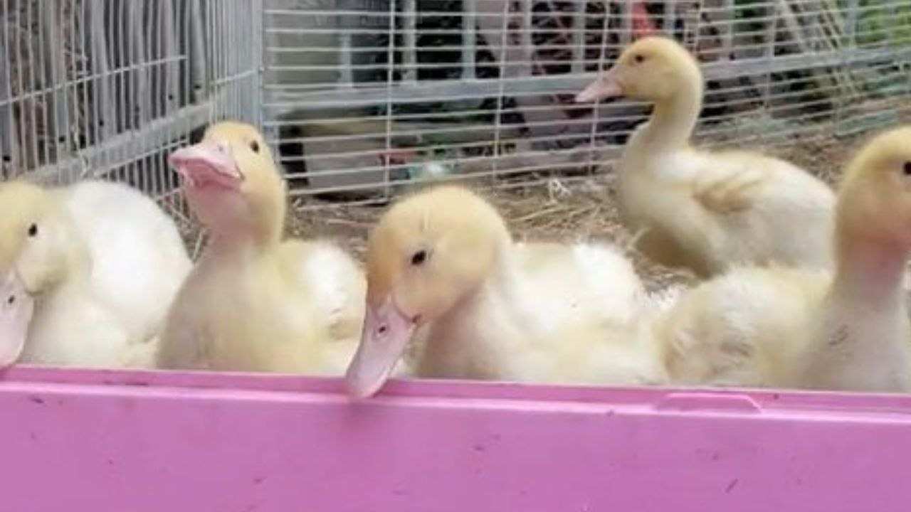 Streichelzoo-Besitzer „untröstlich' über den Diebstahl von sechs Entenküken bei einem Überfall am frühen Morgen