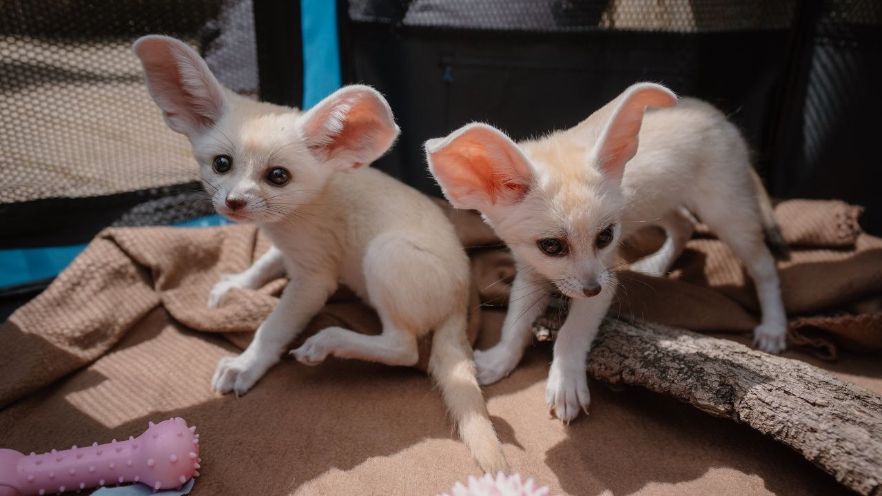 Ein bezauberndes video zeigt ein lebendiges fuchspaar, das von tierpflegern in einem safaripark von hand aufgezogen wurde.