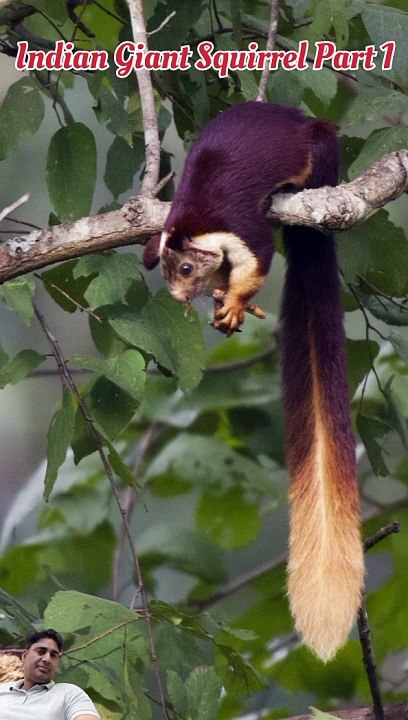 Indian giant squirrel or Malabar giant squirrel Intro in hindi (part 1)