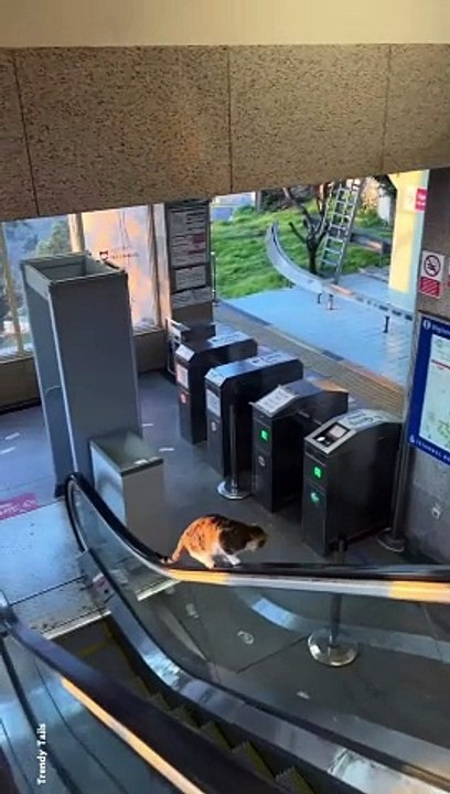 Cat Balance #cat #cats #catshorts #catvideos #catlovers #catlover #catsofinstagram #usa #usacat