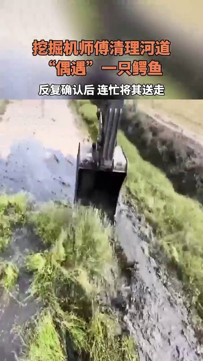 挖掘機司機清理河道，挖出一條鱷魚。Excavator cleared the river and unearthed a crocodile.