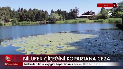 Bolu'da endemik nilüfer çiçeğini kopartmanın cezası 387 bin 141 lira