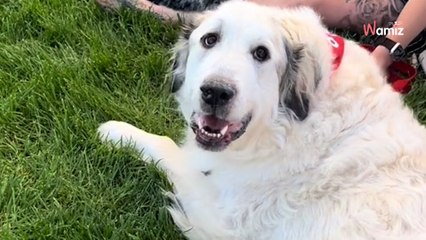Personne ne regarde ce chien de refuge à cause d’un détail bien précis