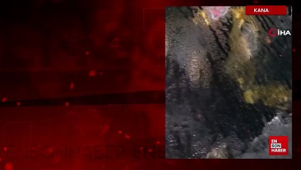 Kanada’da bir ayı otomobile girip koltukları parçaladı