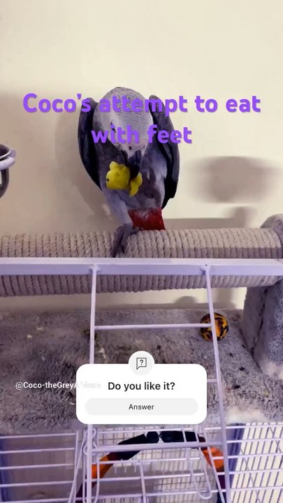 Grey Parrot food time