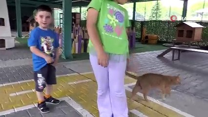 Burası Türkiye'nin kedi kasabası