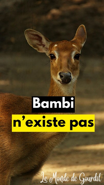 Tu n'es pas bambi !