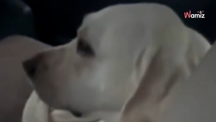 Il rentre dans sa voiture et se fige en découvrant un inconnu sur la banquette arrière (vidéo)