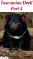 Tasmanian Devil Stinky Animal Diet (Part 3)