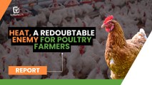 Heat, a redoubtable enemy for poultry farmers