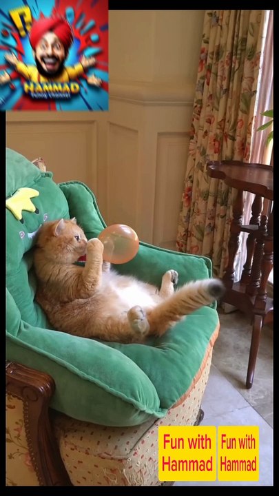 Cat Funny videos | Boom scared Funny and laughter video | Entertainment | comedy videos